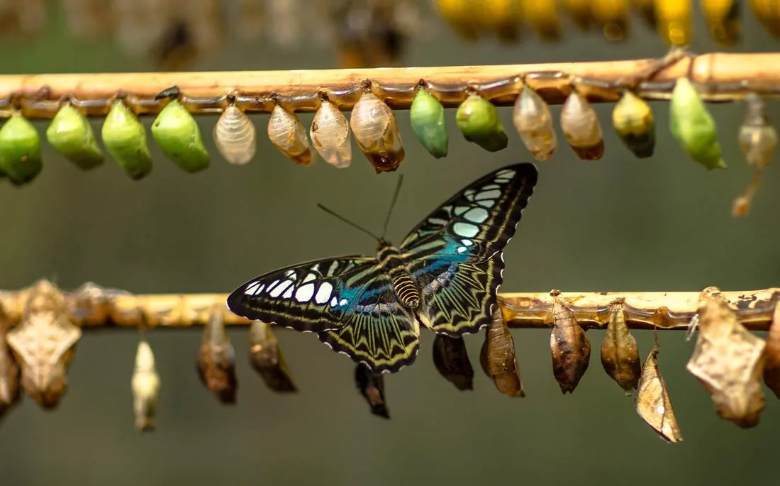 Adapting To Change: The Art Of Leadership