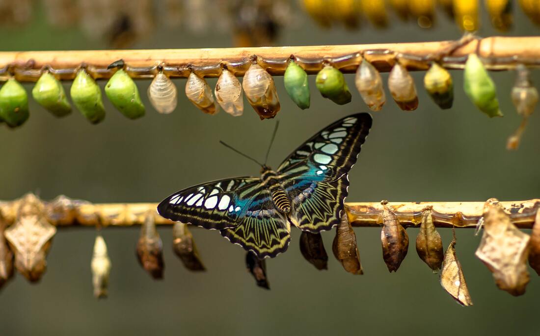 Adapting To Change: The Art Of Leadership